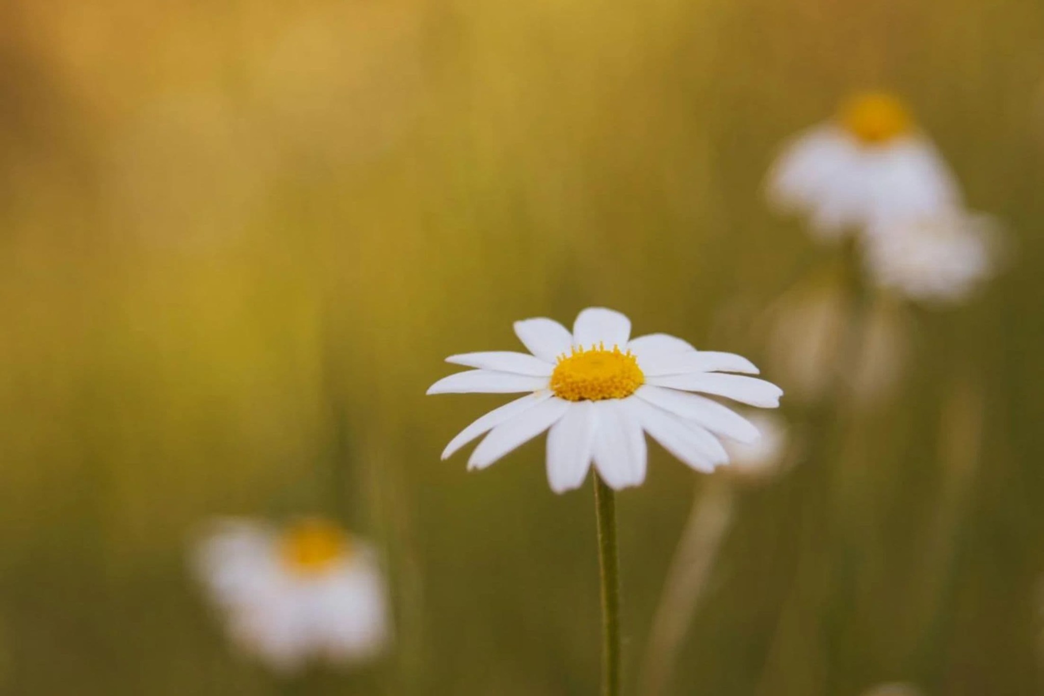 Burnout and perimenopause