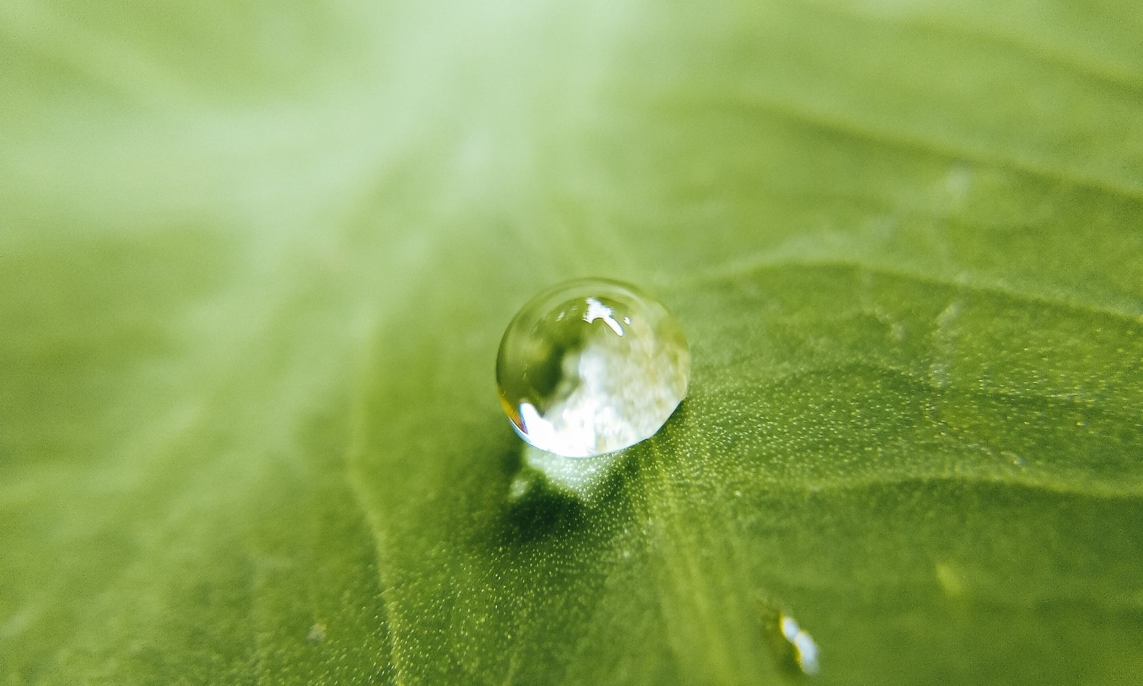 Water droplet on a green leaf — stillness and clarity