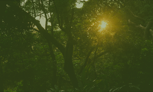 Burnout & Perimenopause guide