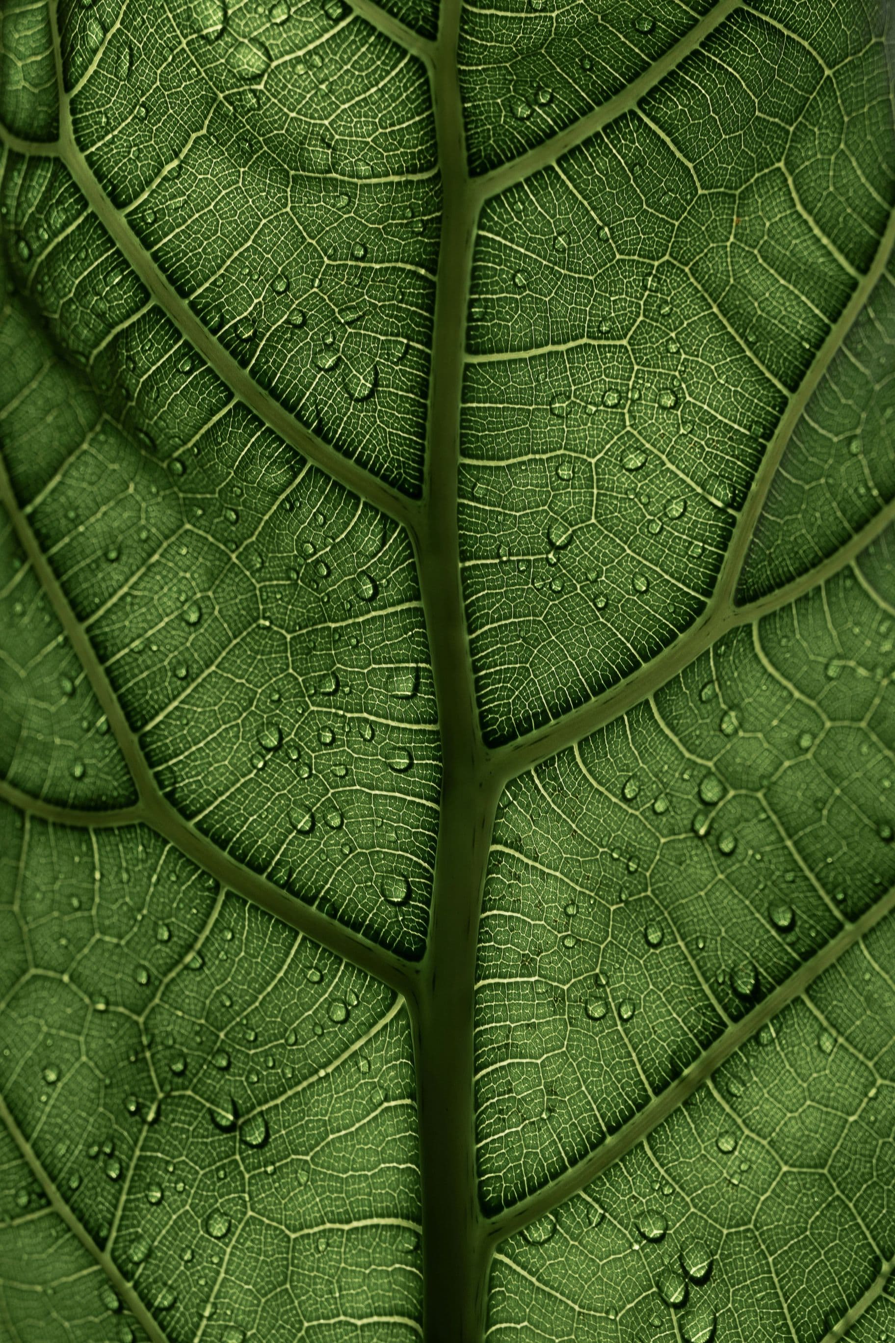Midrib and veins of a leaf close-up