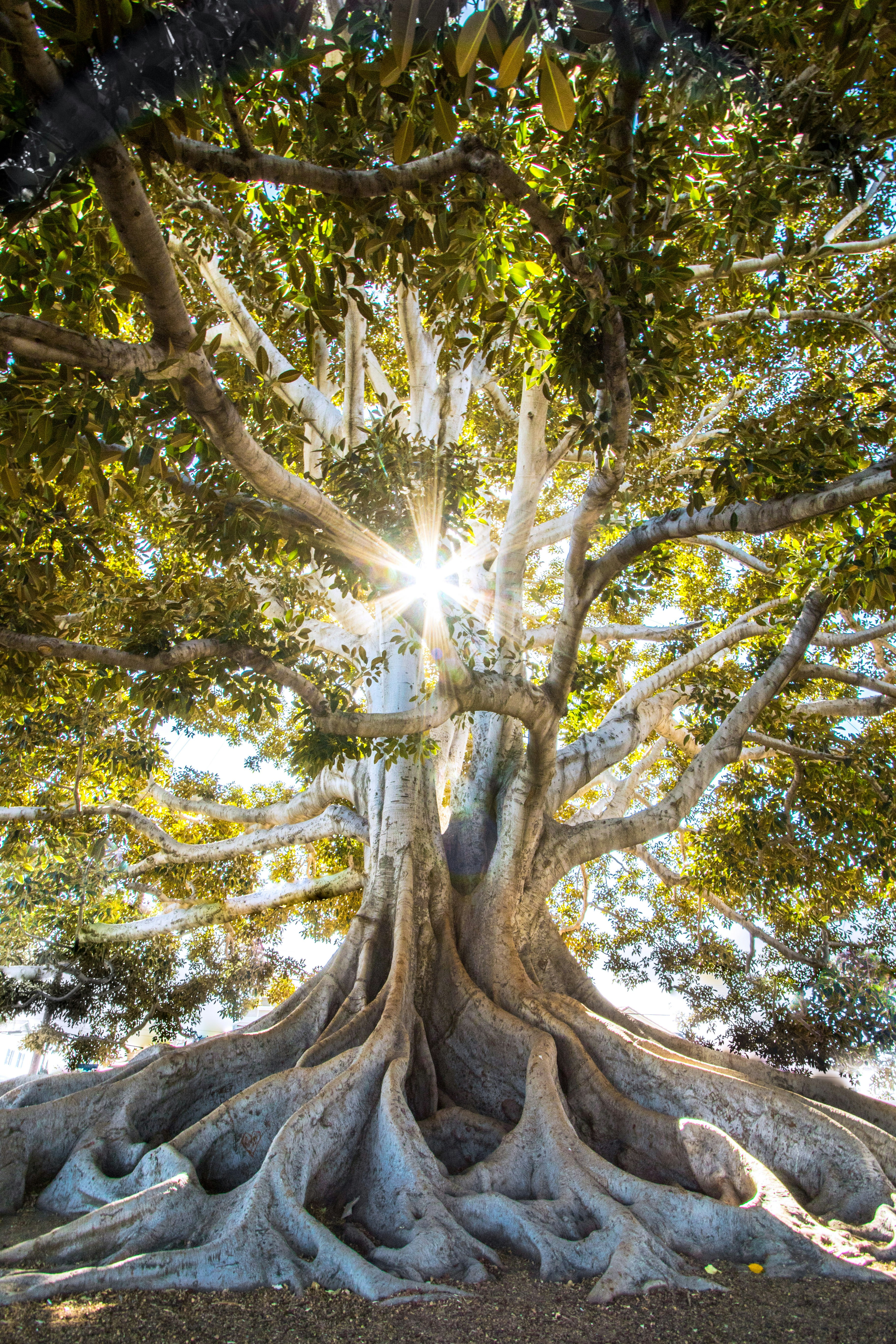 Ancient fig tree with vast root system — strength from deep roots