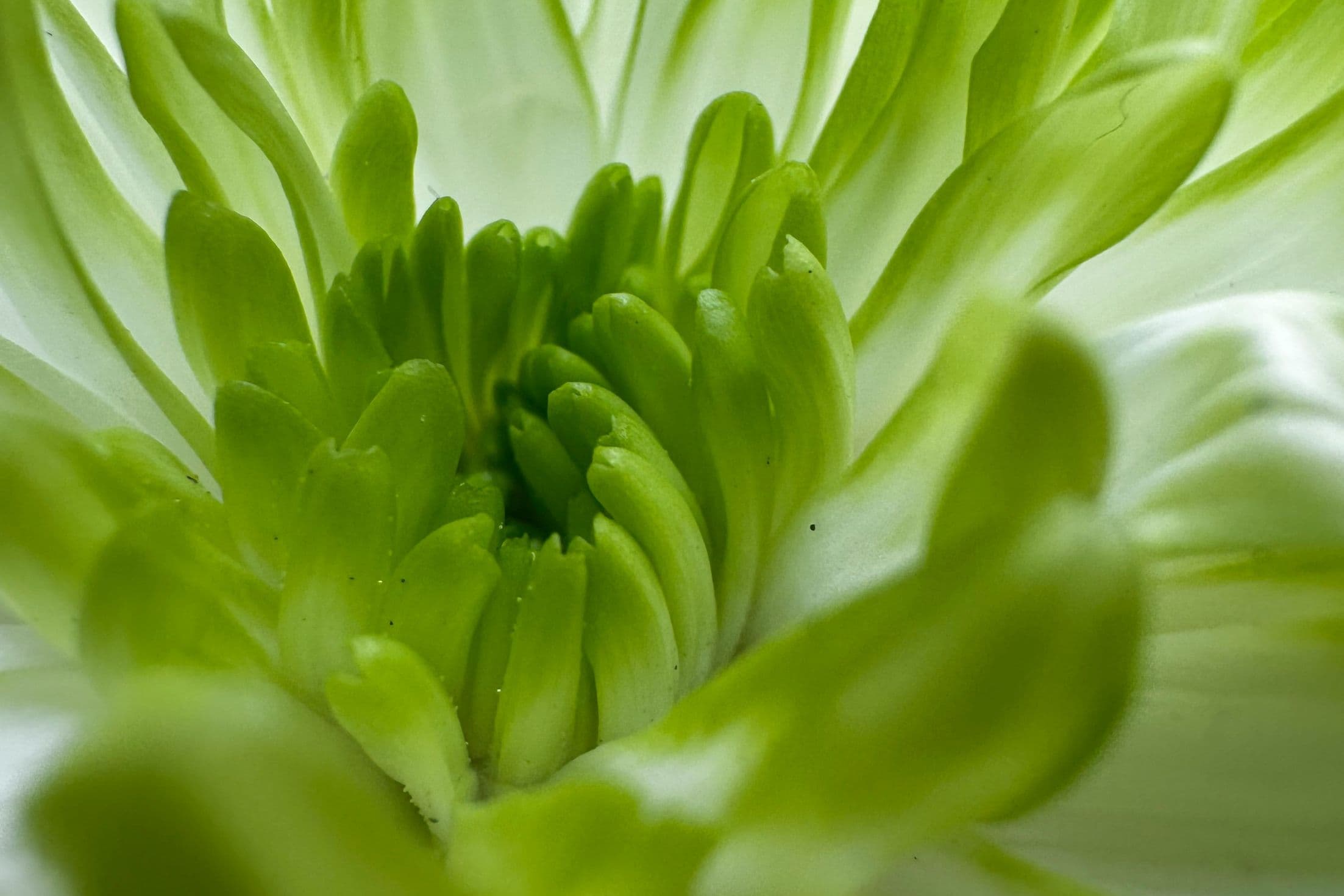 Close-up of a large green flower