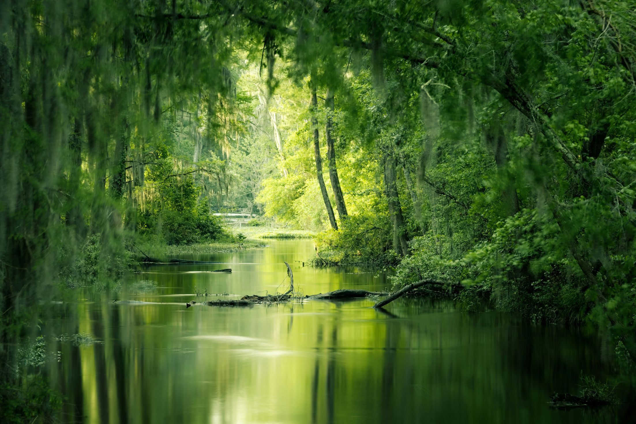 A tranquil green river through mossy trees — what stillness feels like