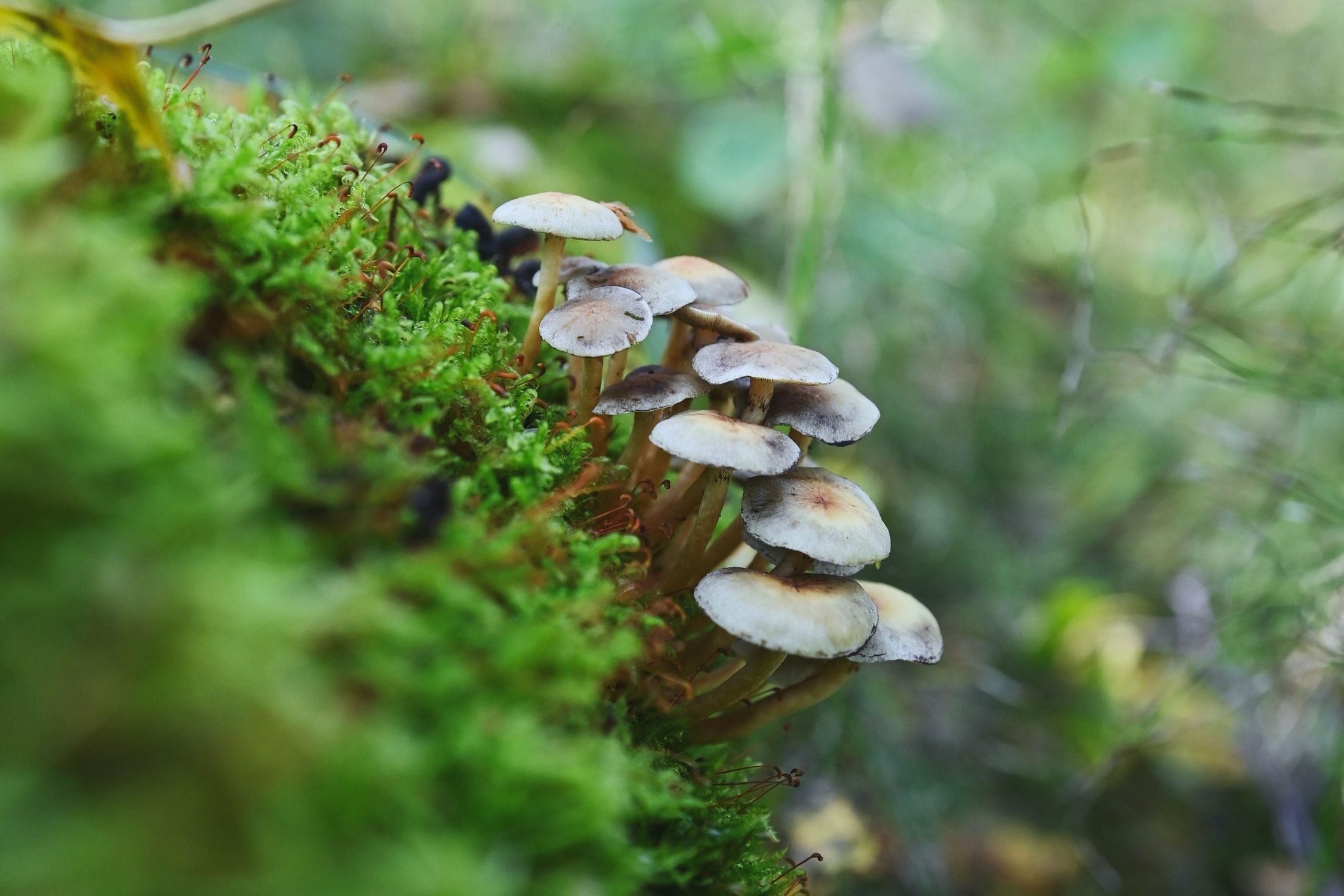 Mushrooms growing on a mossy log