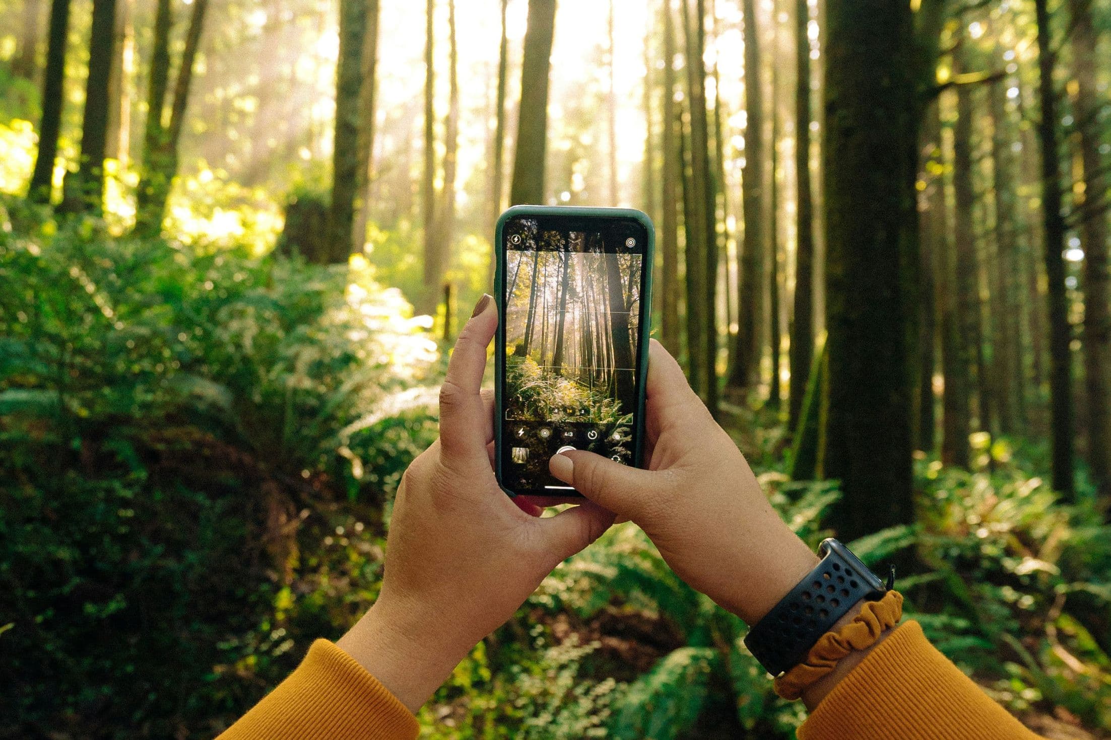 Person holding smartphone photographing green trees
