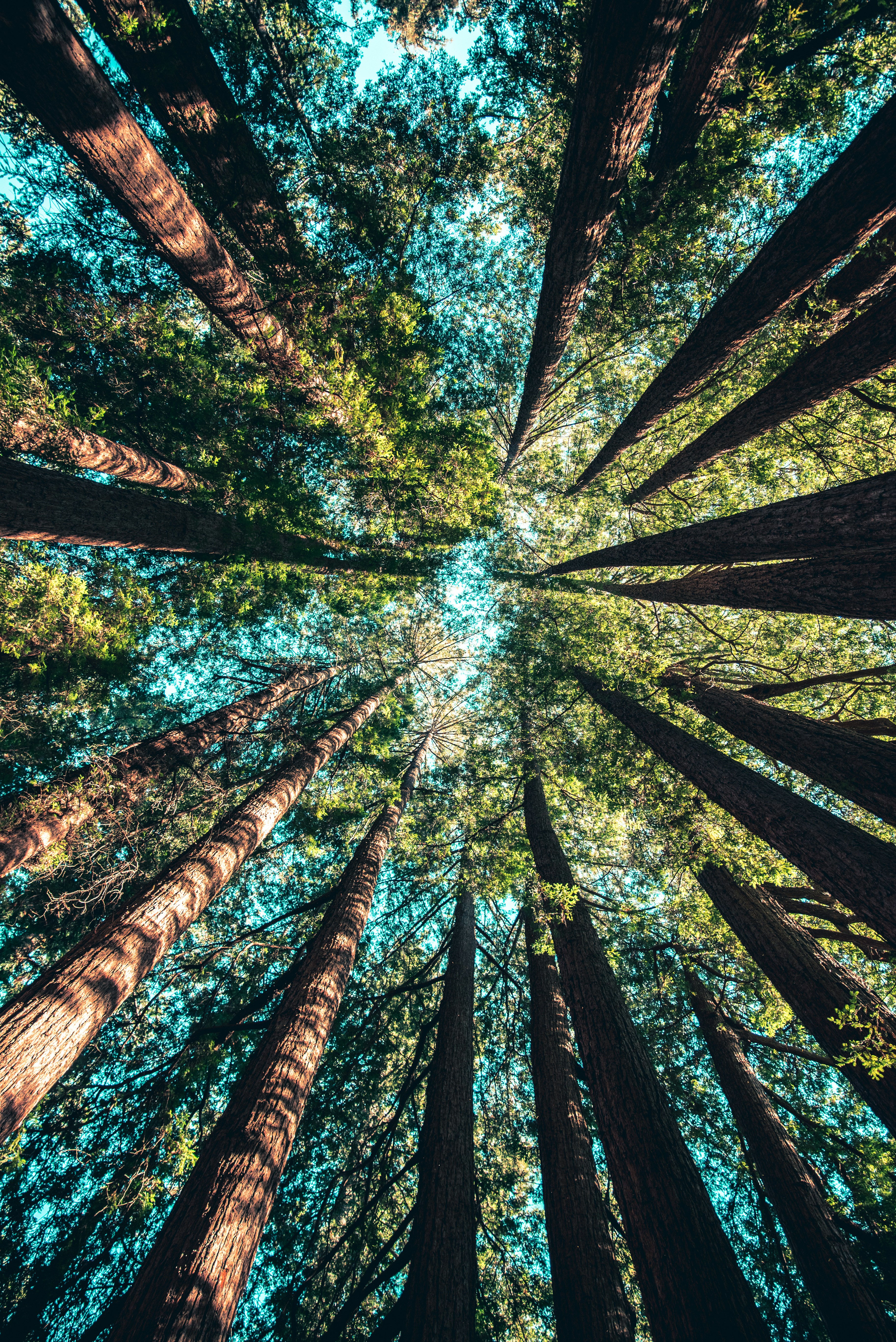 Redwood forest canopy reaching toward the sky — breaking free and growing tall
