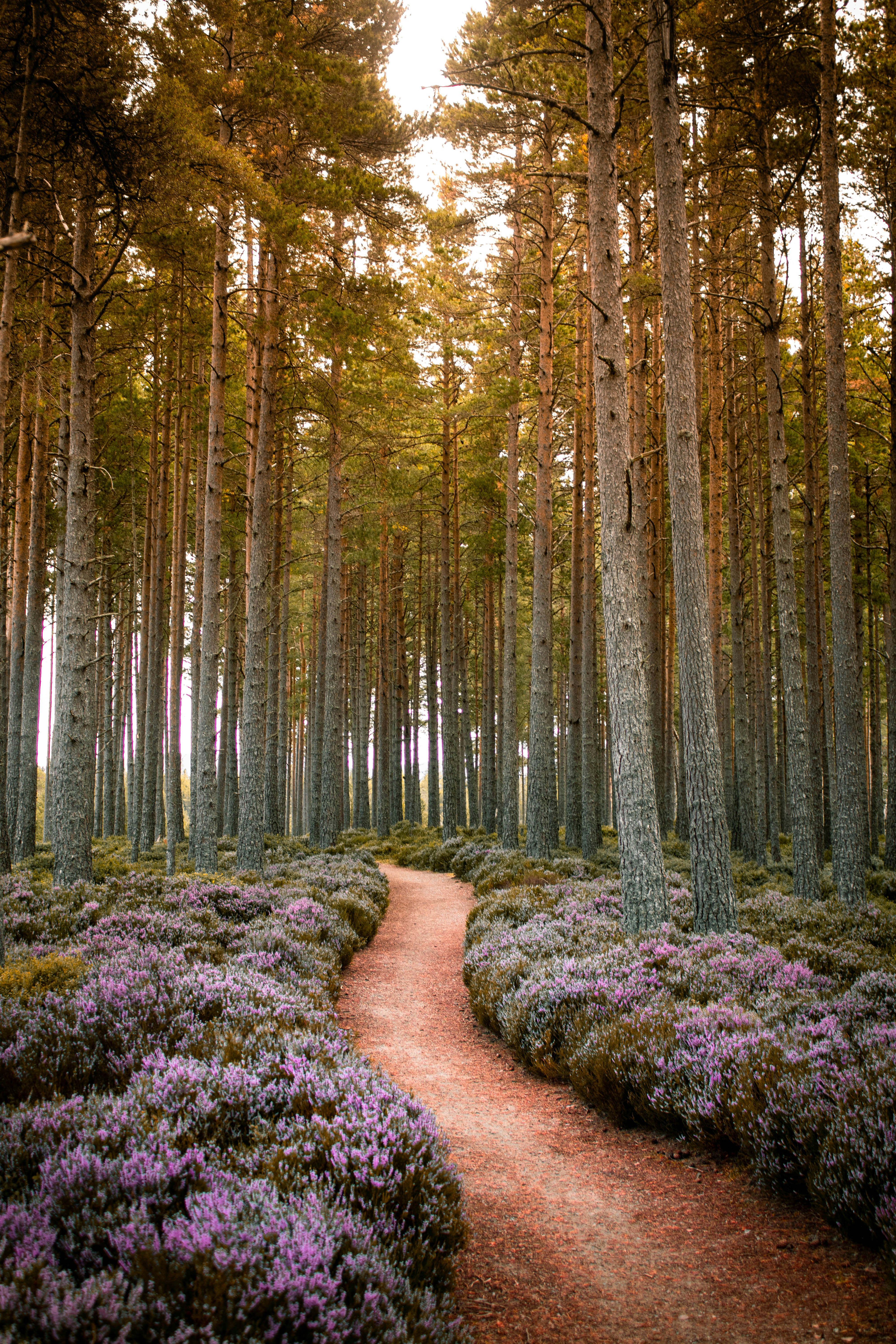 Forest path through heather
